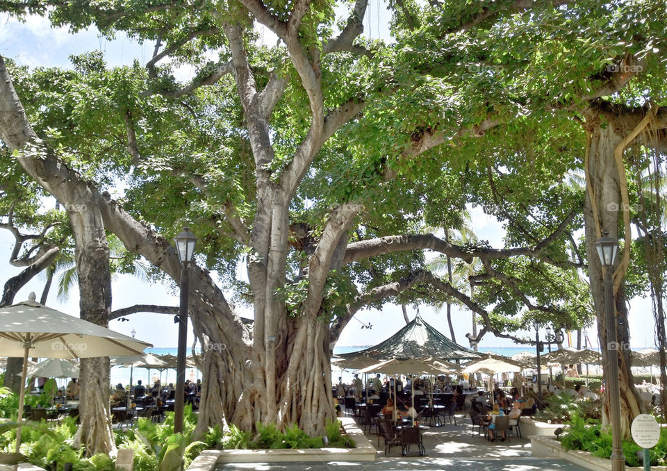 beach tree vacation island by tshfkym