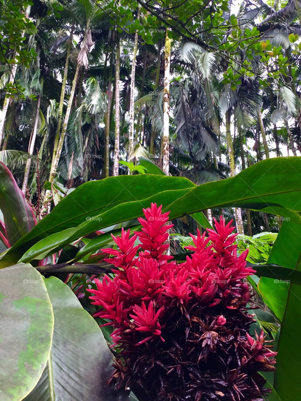 At Hawaii Tropical Botanical Garden