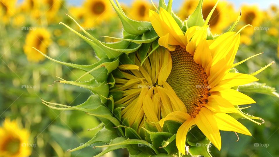 Sunflower