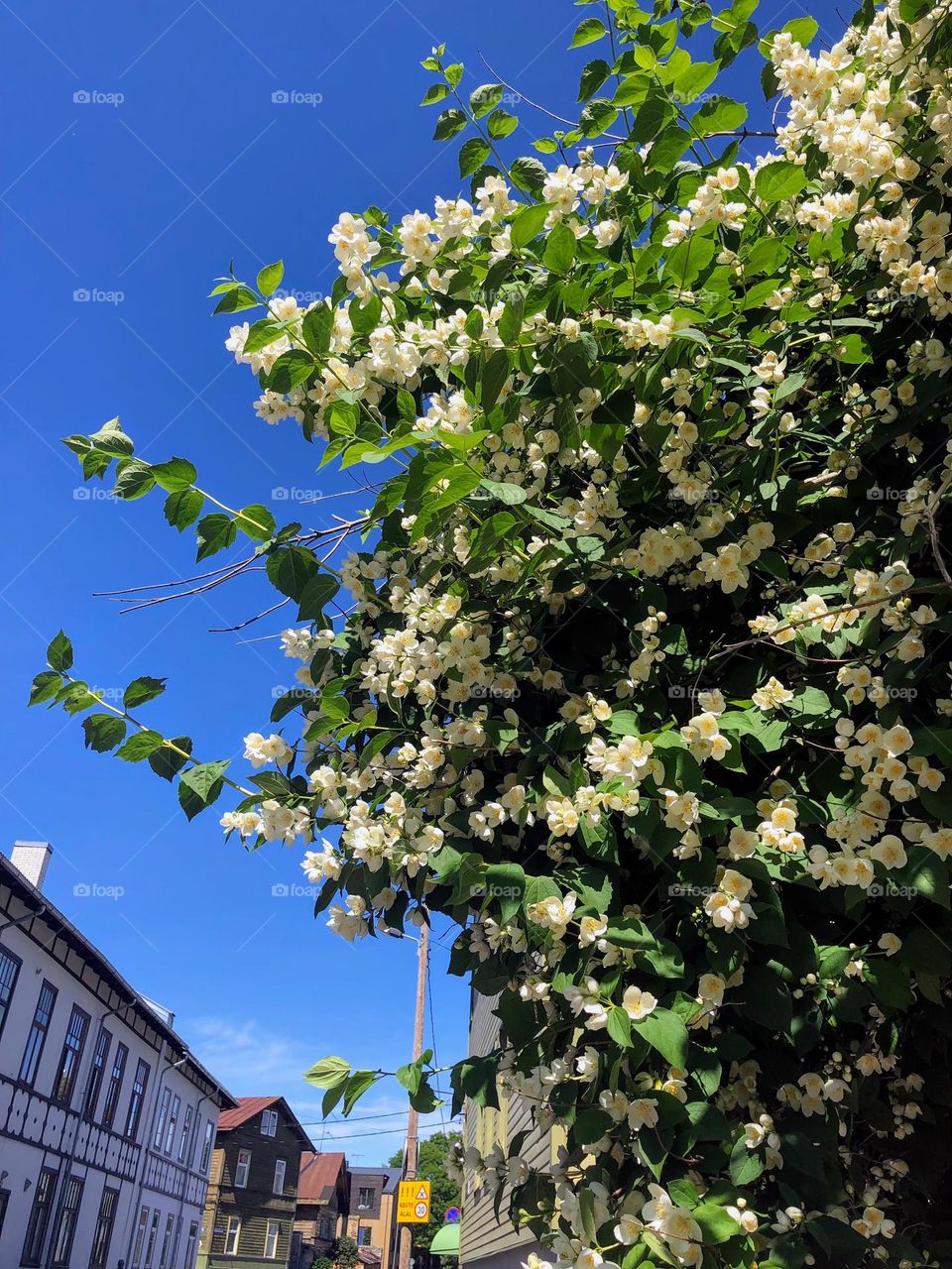 Spring time, lush foliage apple tree in bloom under the bright blue sky on the city street 