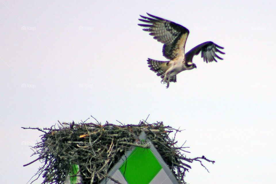 Osprey and nest