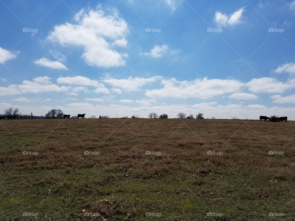 cow pasture and clouds
