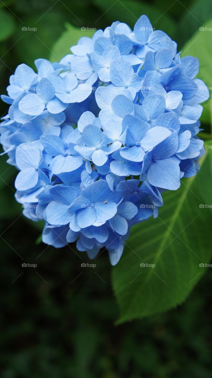 Close-up of blue hydrangea flowers