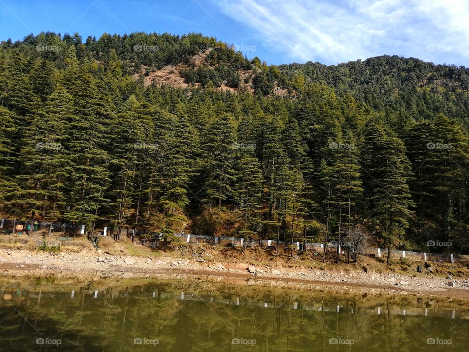 Beautiful Cedrus deodara plants in the bank of Dal Lake. It is a small mid-altitude lake near the village of Tota Rani in Kangra district (Himachal Pradesh)It is famous tourist place in northern India.