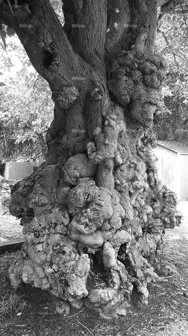 Gnarly tree
