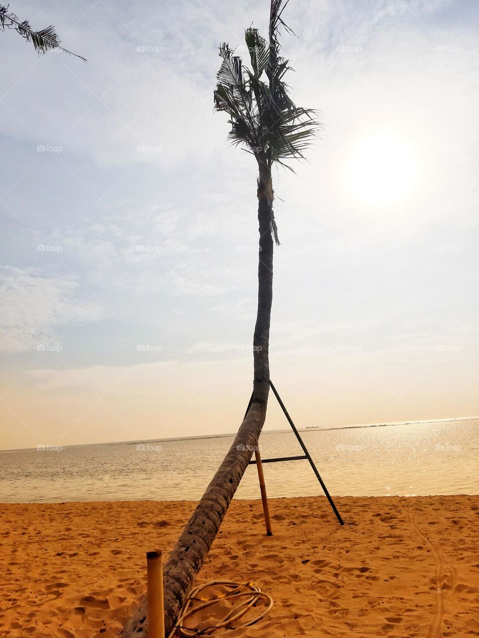 a tall unstraight coconut tree found on the sandy beacg