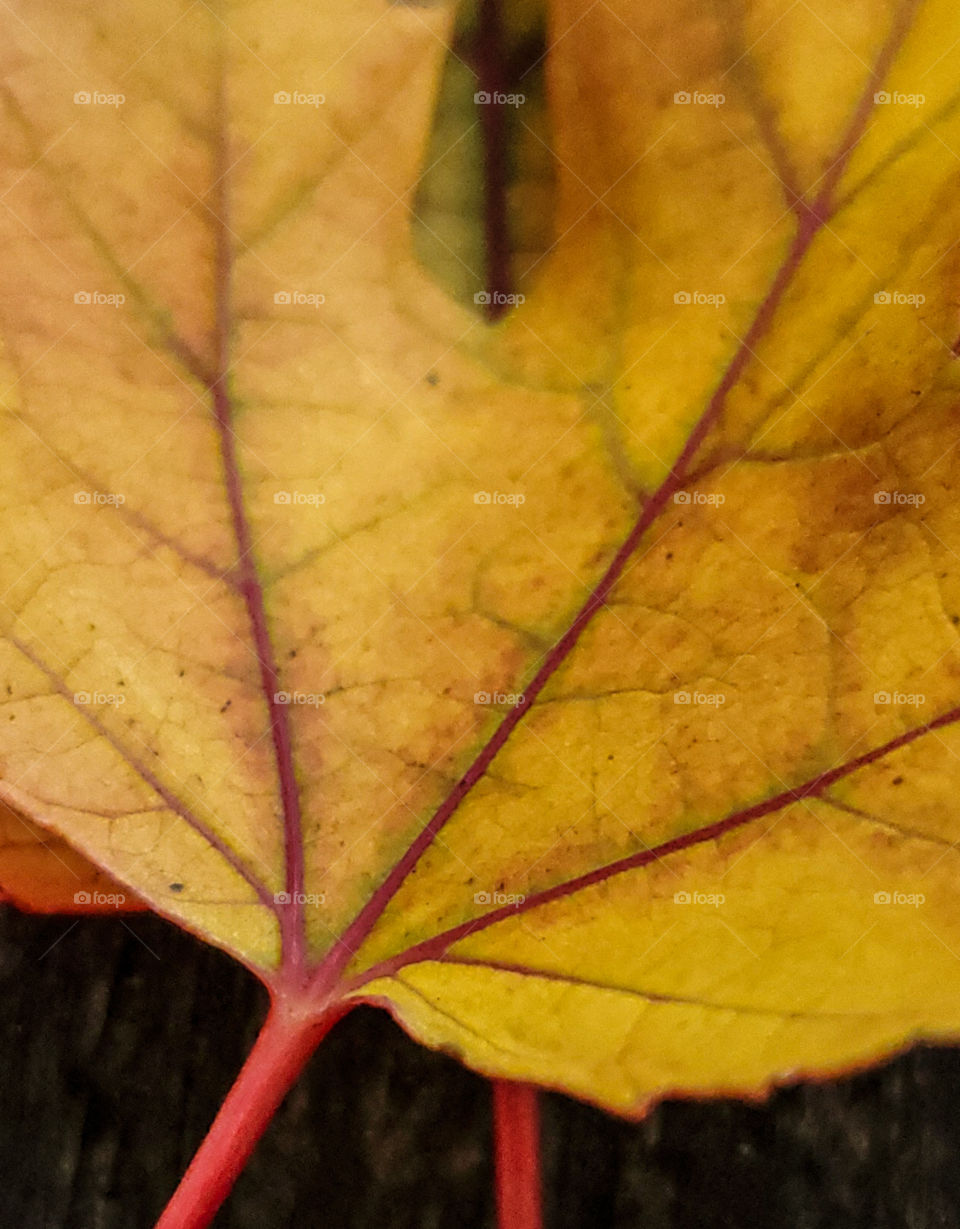 Yellow Autumn leaf with a red stem and veins.
