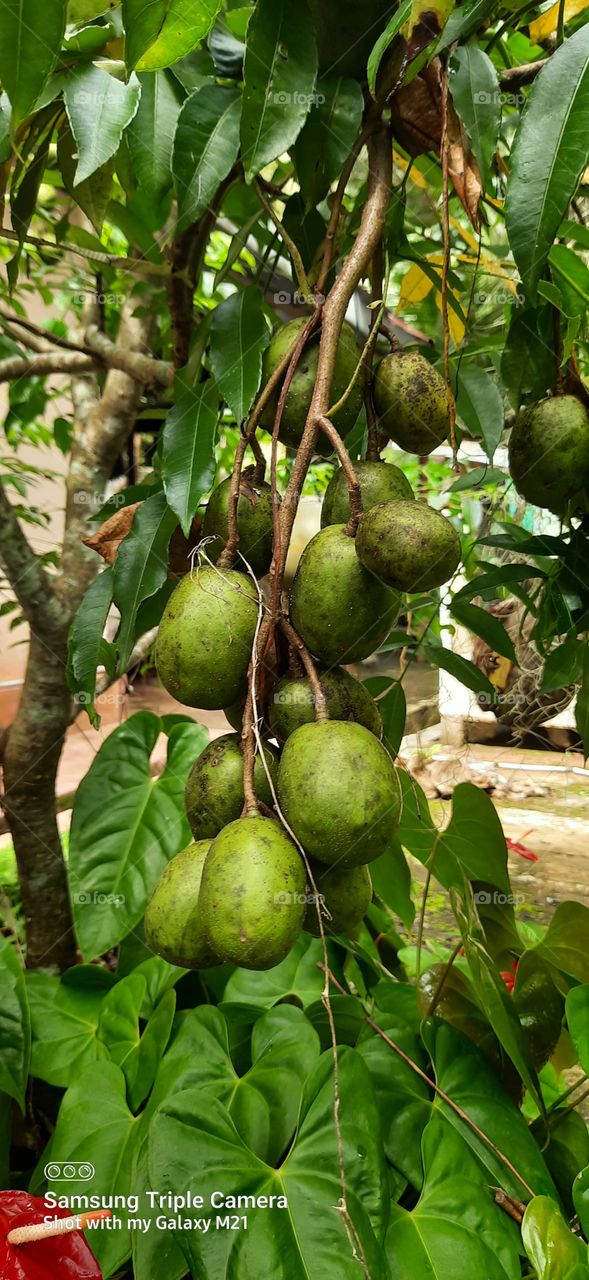 Bunch of Ambaralla  hanging on the tree..
