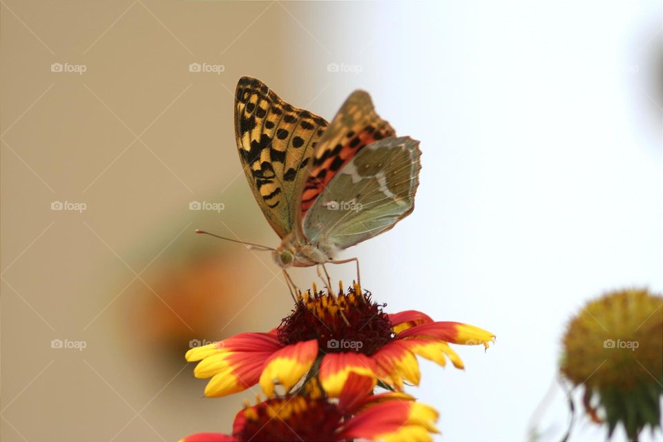 macro butterfly on a flower