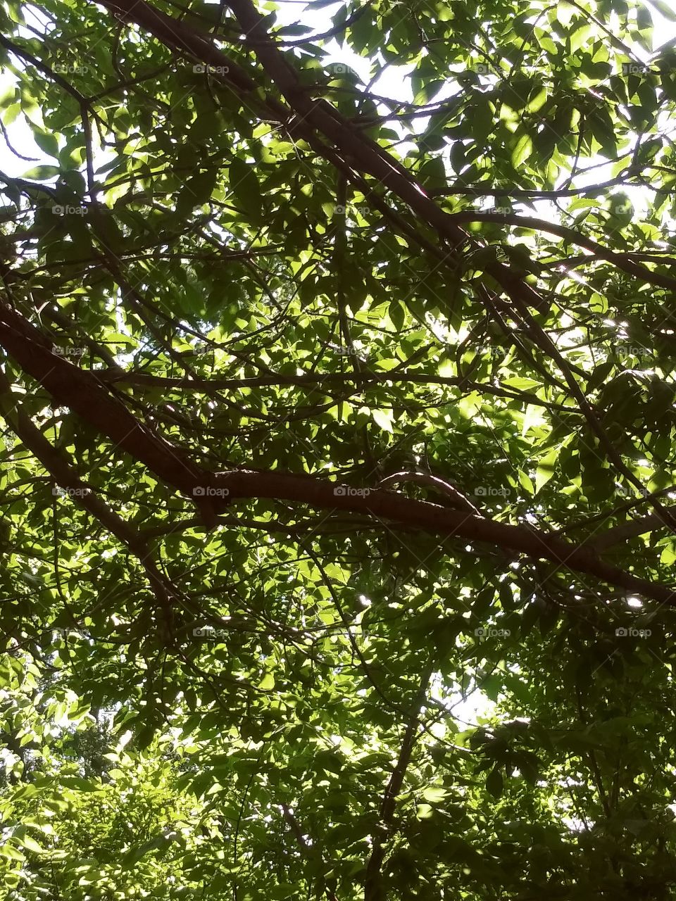 nature's stained glass