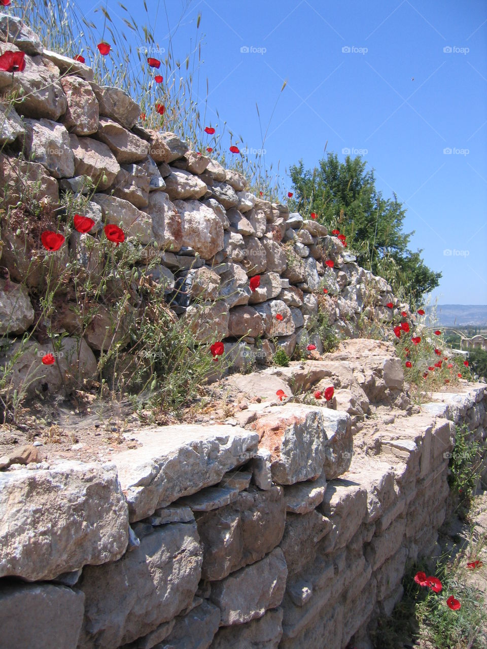 Summer Poppies. Poppies growing wild