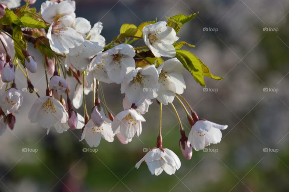 white blossom