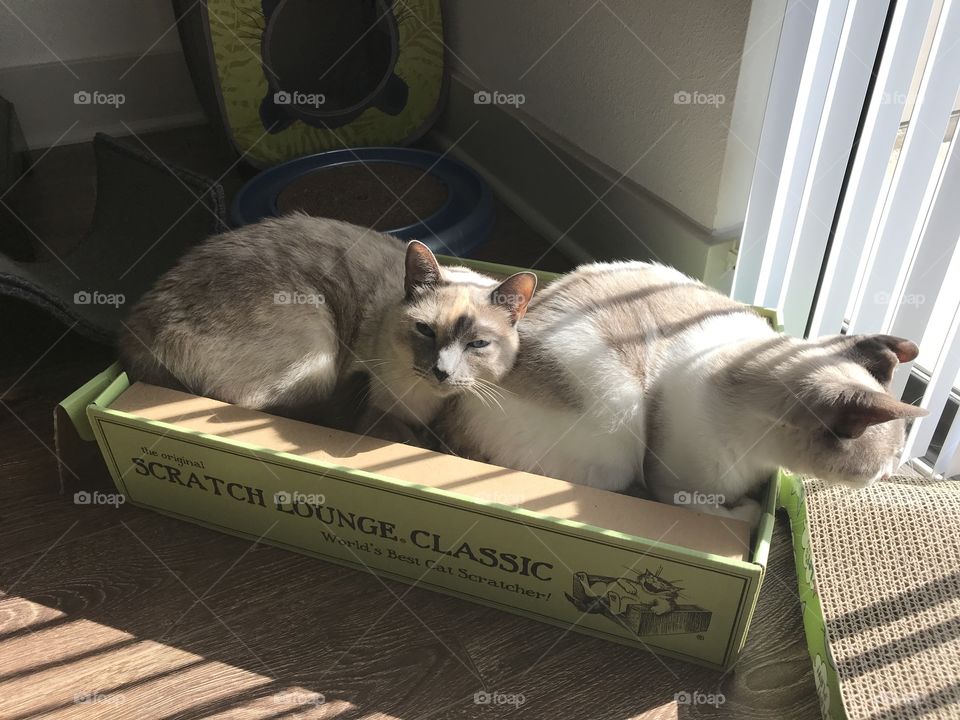 Our kitty cats basking in the sun