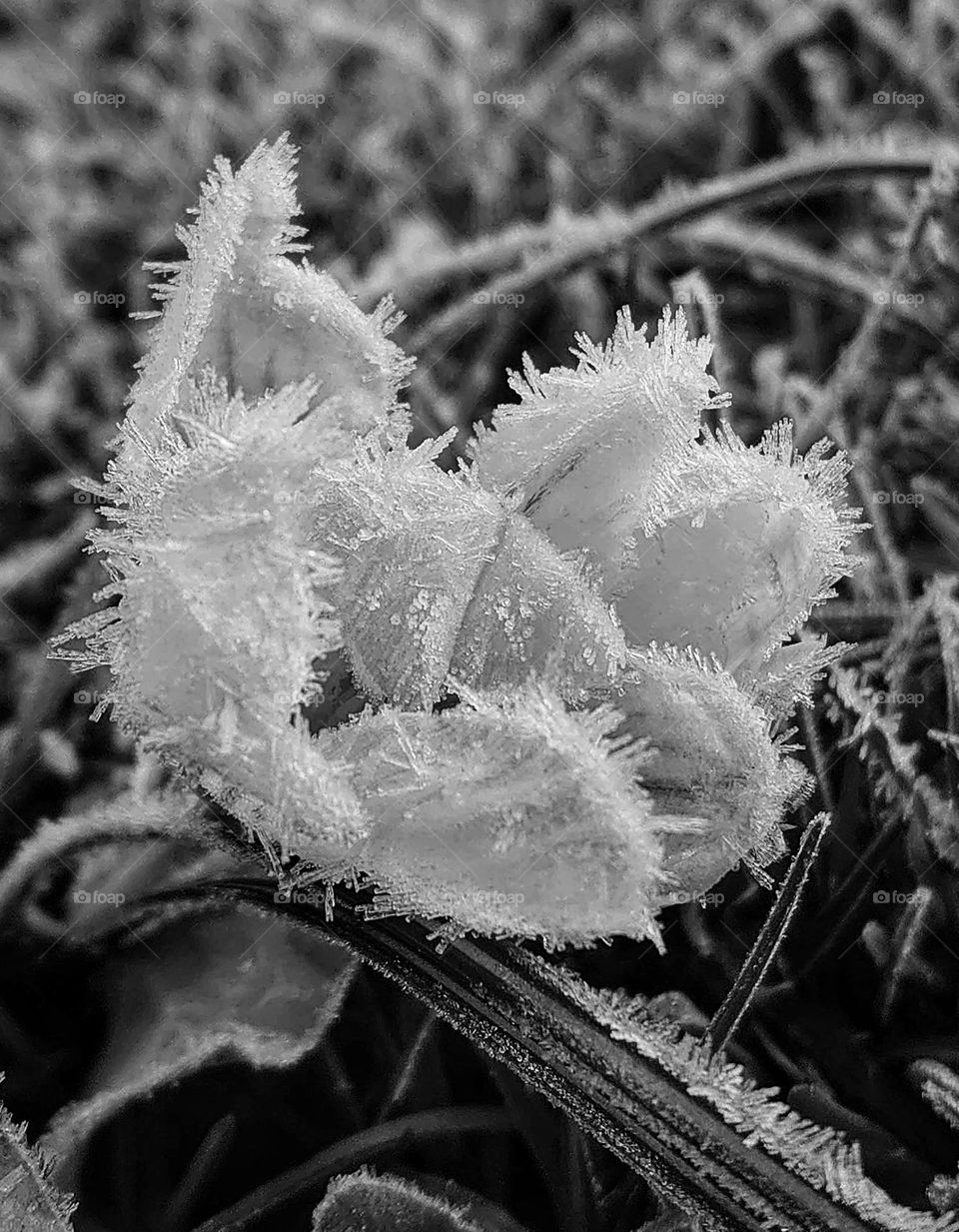 Frost in the morning