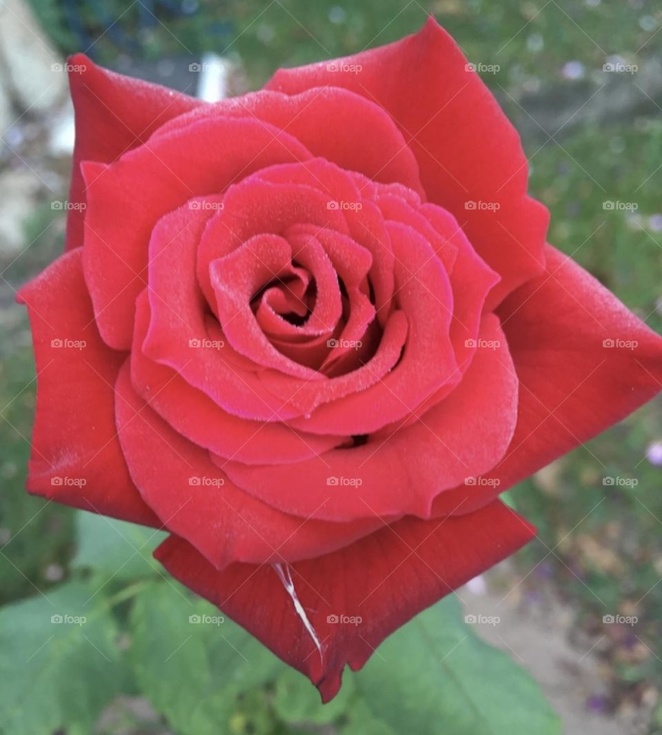 🌹 🇺🇸 Very beautiful flowers to brighten our day.  Live nature and its beauty. Did you like the delicate petals? / 🇧🇷 Flores muito bonitas para alegrar nosso dia. Viva a natureza e sua beleza. Gostaram das pétalas delicadas? 
