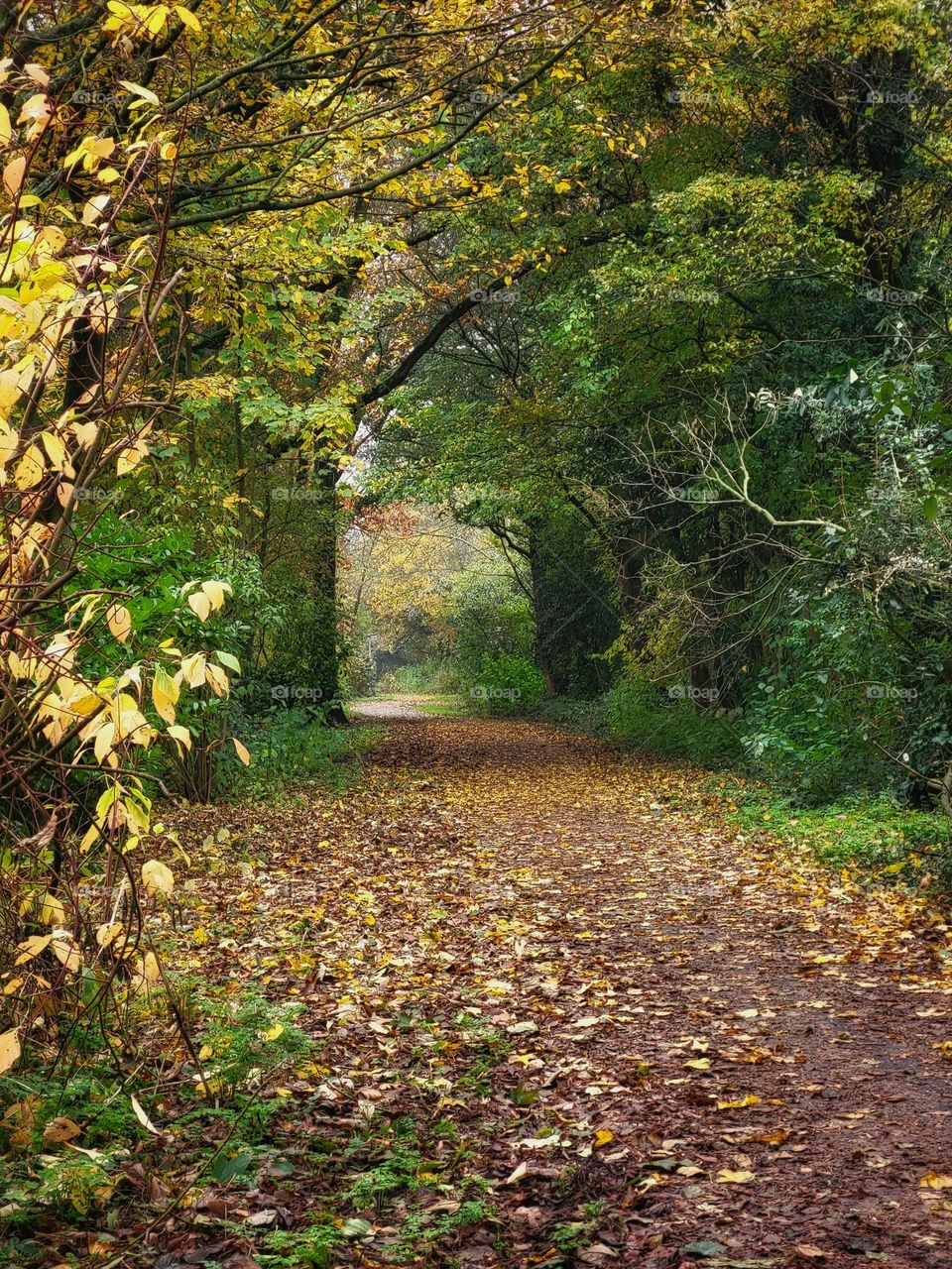 A walk in the forest on a misty sunday in the Netherlands