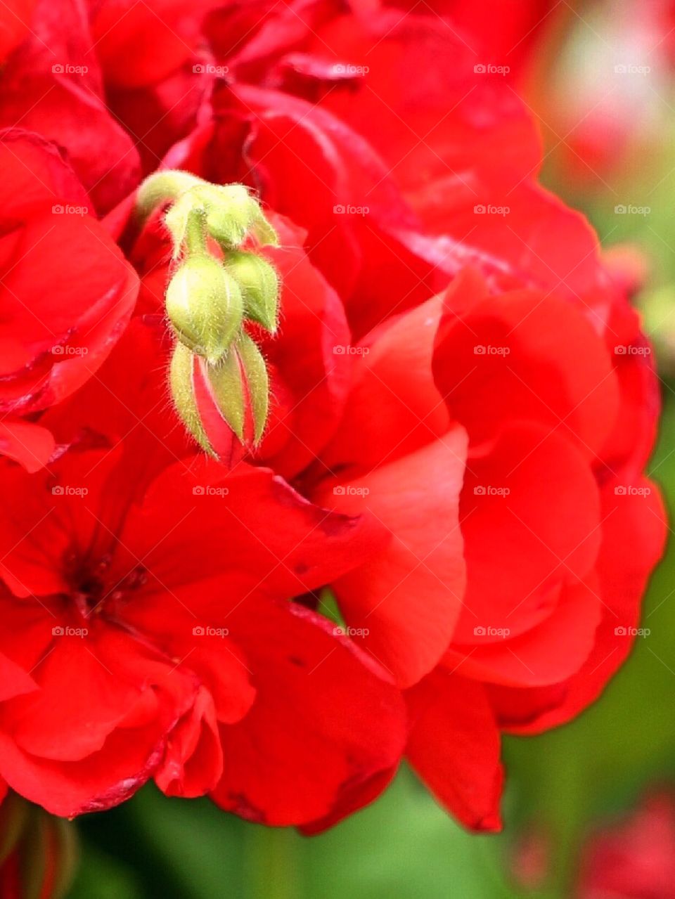 Buds in a flower