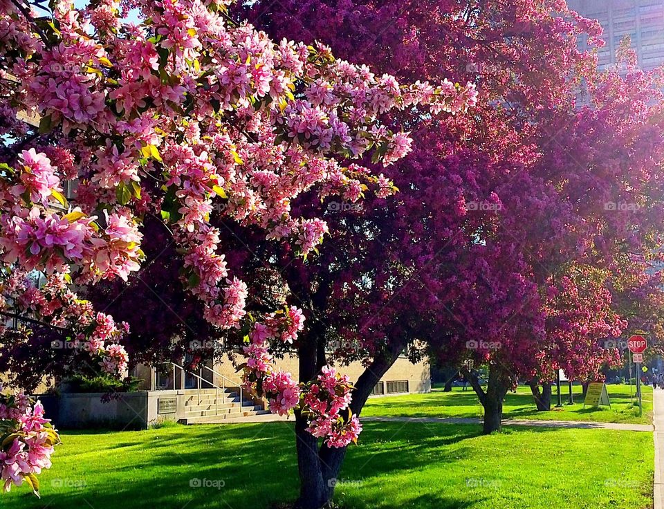 Blooming Crabapple Trees