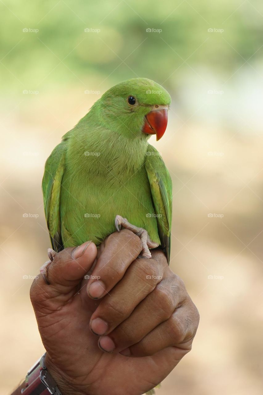 Beautiful bird Parrot