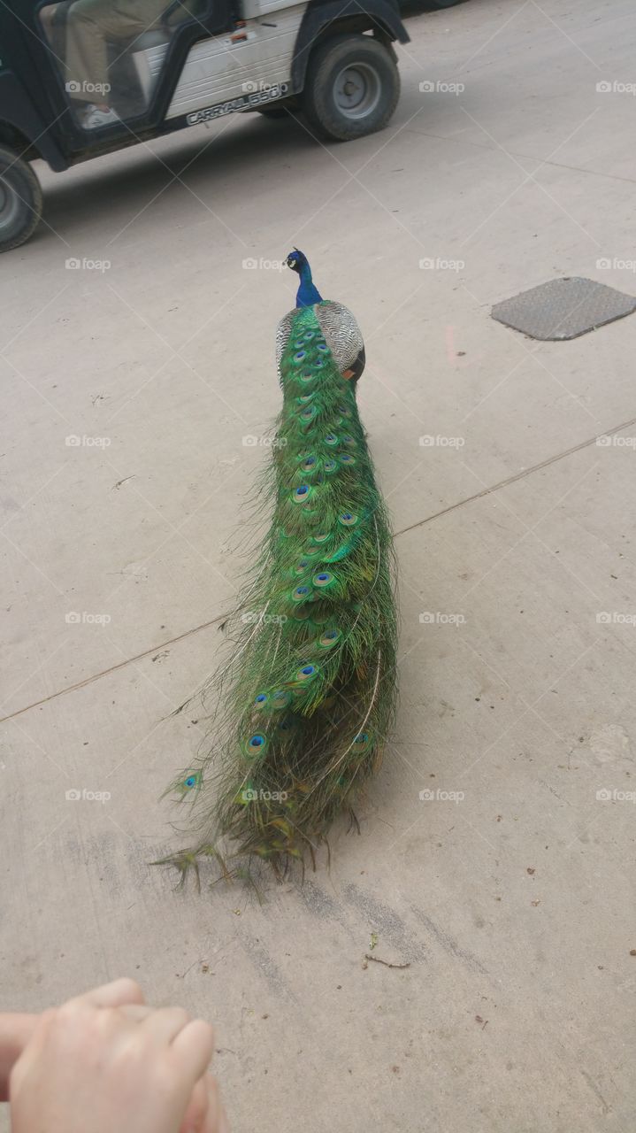 Bird, Peacock, Feather, Zoo, Exhibition