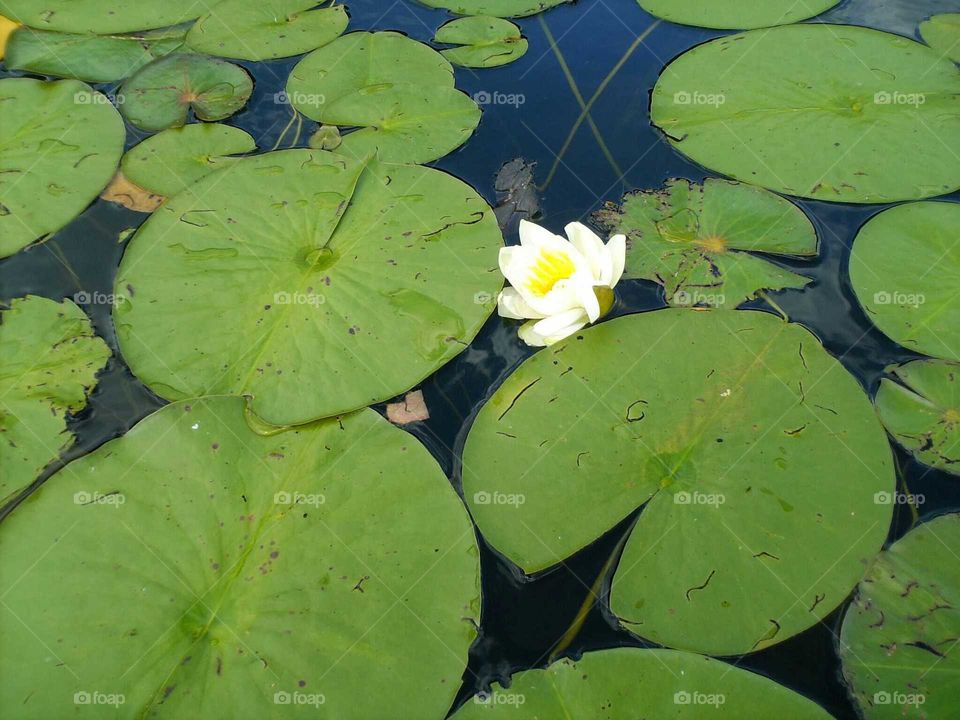 Water lilies and lily pads