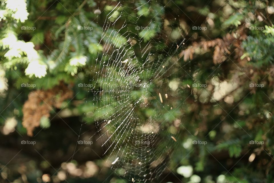 Spider Web, I took it and I run.