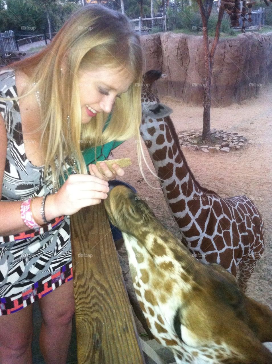 Feeding the giraffes
