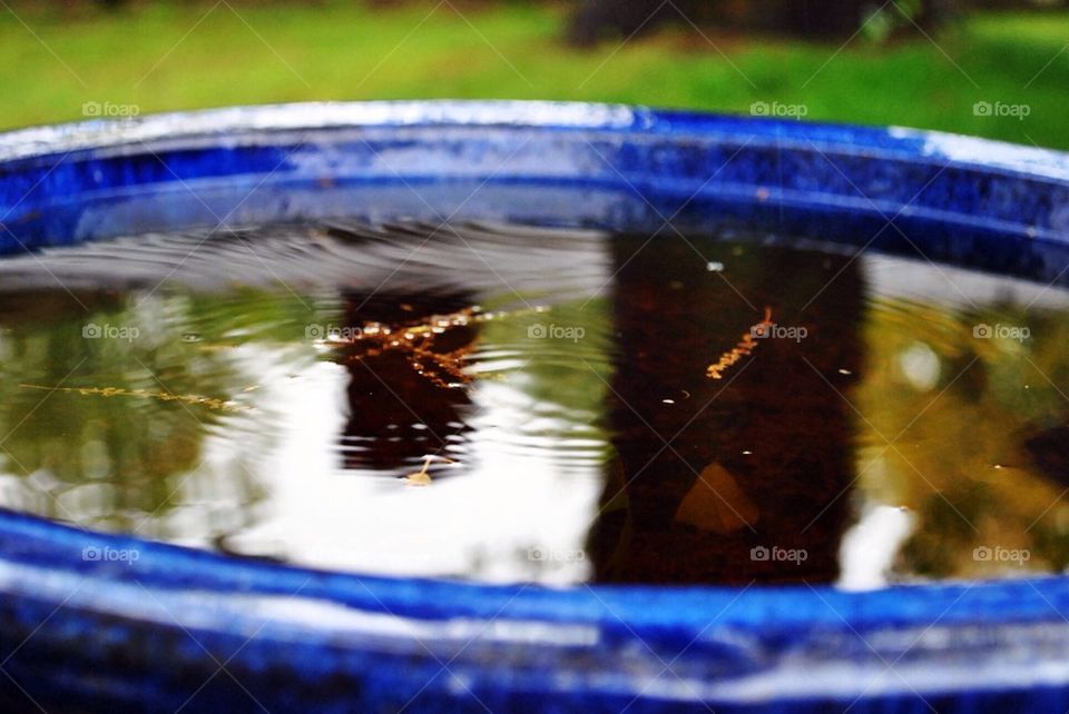 Birdbath