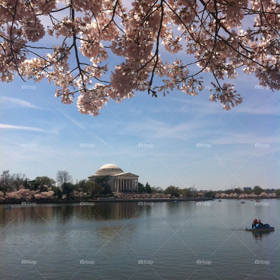 Paddle boats in the tidal basin