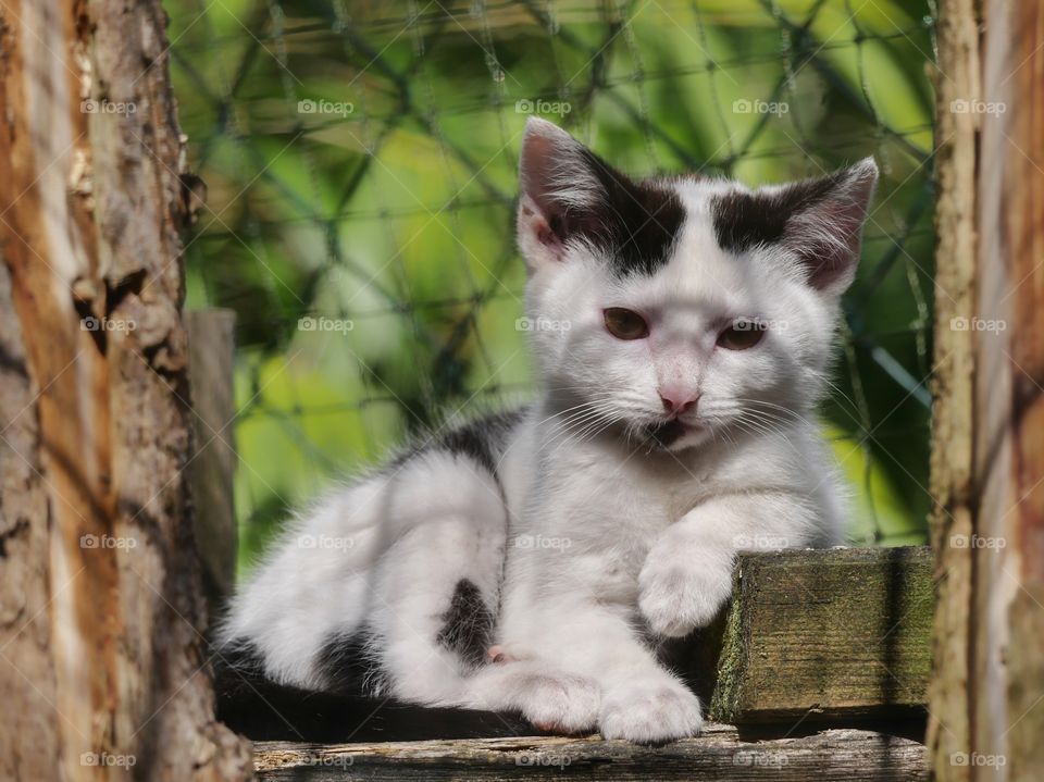 Cute kitten portrait