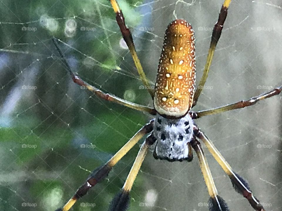 Enormous strange looking spider