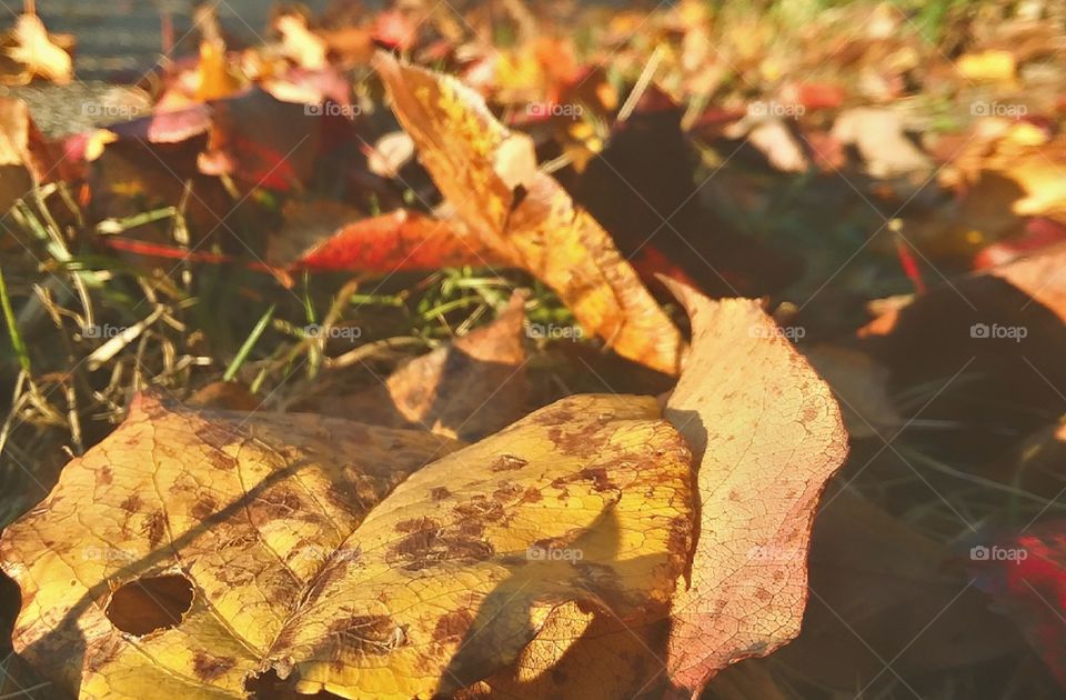 beautiful pile of colorful leaves that had fallen from the changing trees