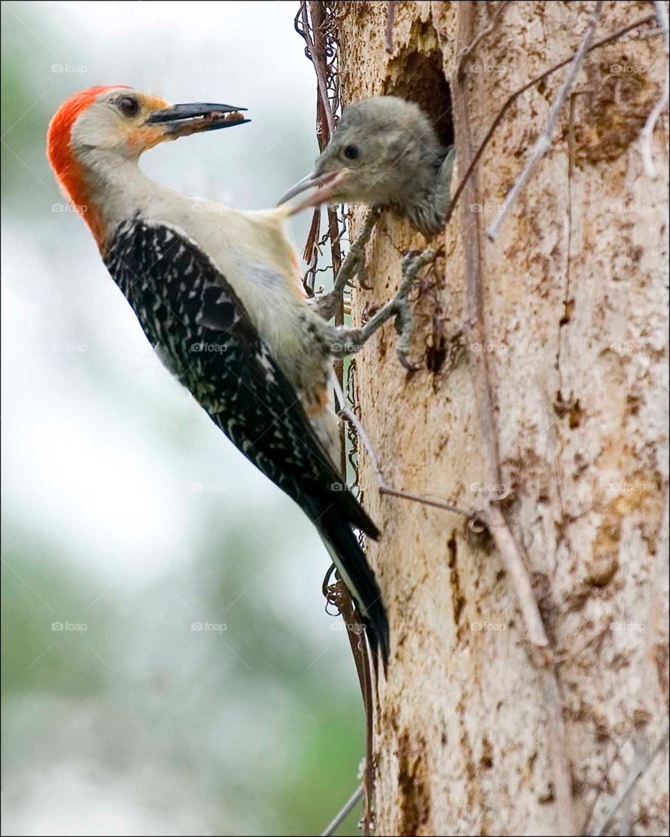 Precocious baby Woodpecker urging his Mother for food.