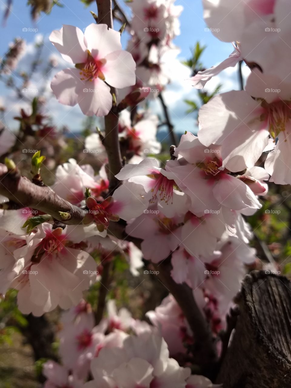 mandelblüte