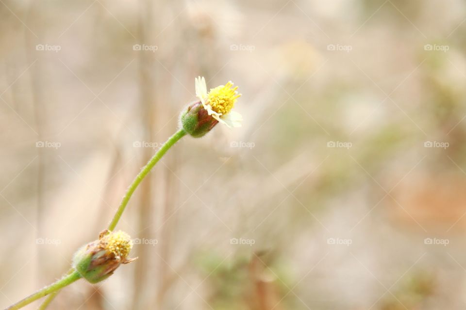 Small grass flowers blooming in spring.  Although small, but beautiful. Close up flora and flowers.