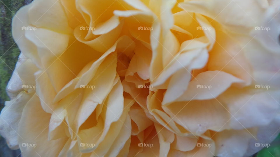yellow lemon beautiful rose in an English country garden .
Yellow Roses
Friendship, Caring, Welcome or Welcome Back, Joy
In German culture these beauties are a symbol of infidelity and dying love, but more traditionally they’re a symbol of friendship and happiness. Rose Magazine states that yellow roses, though actually an ancient flower as shown through fossil evidence, weren’t prevalent until discovered in the Middle East in the 1700s. Since then it’s been a popular favorite in gardens and bouquets alike.
Although the song, “The Yellow Rose of Texas” popularized the flower in that state, it’s interesting to note the flower isn’t the official State Flower – that honor goes to the Bluebonnet. Nor is the song about a rose – it’s about a woman named Emily West Morgan.
However, there was a yellow rose grown at the time of the song’s creation called Harrison’s Yellow. The yellow rose became famous because the song was often sung at battle.
Send some of these golden beauties to a sick friend and watch the recipient perk right up! They are also perfect for new mothers, someone newly engaged or as a colorful thank you. Some gorgeous yellow roses to consider sending are the lightly fragrant and deep yellow Gold Strike, the long-lasting favorite Aalsmeer Gold. For very special friends consider the spray rose Rhumba, with five yellow-fringed-with-orange blossoms on each stem.