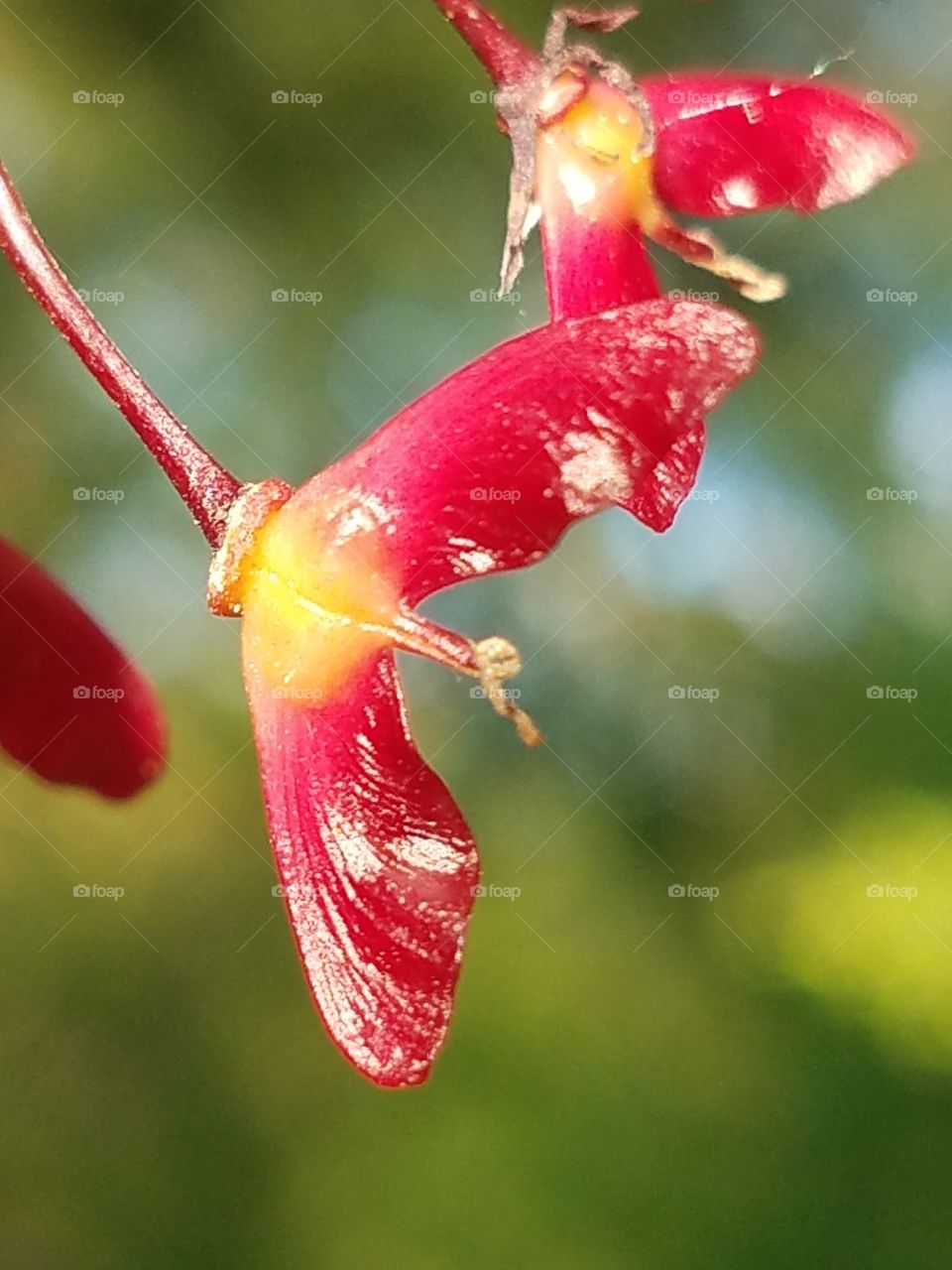 Close-up of flowers