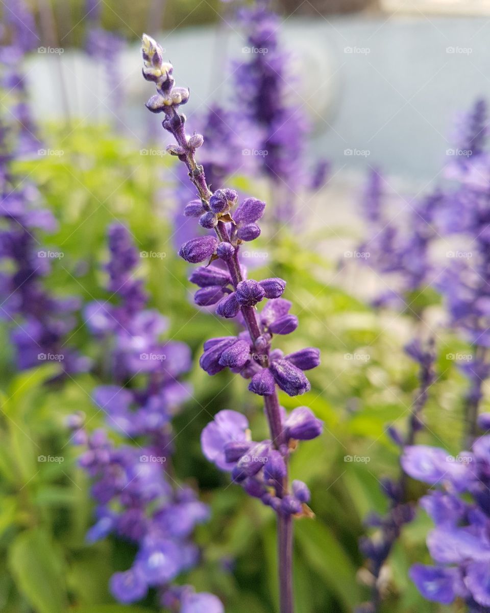 Lavender. Waiting for love