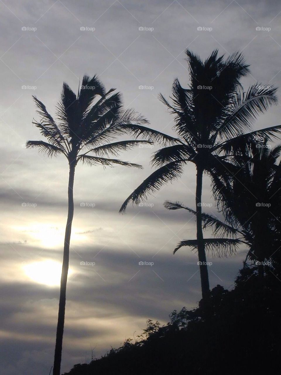 Gray Sky Palm Trees