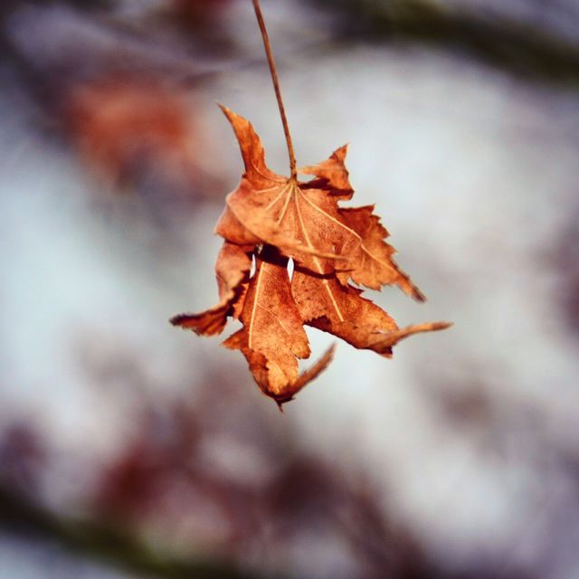 Last leaf to fall