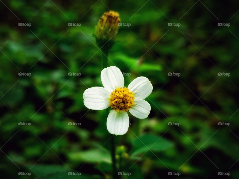 nature always shows the beginning and end in the same pitcher, we just have to see
