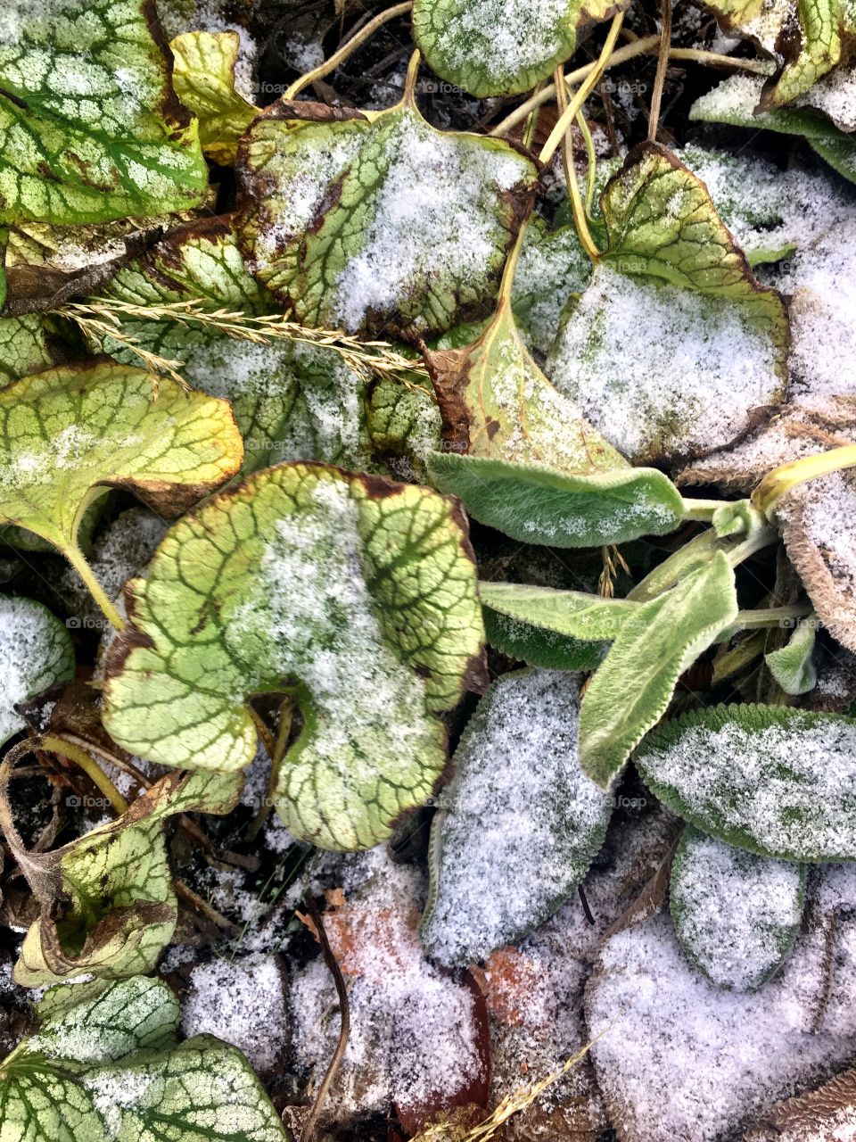 Frozen leaves 