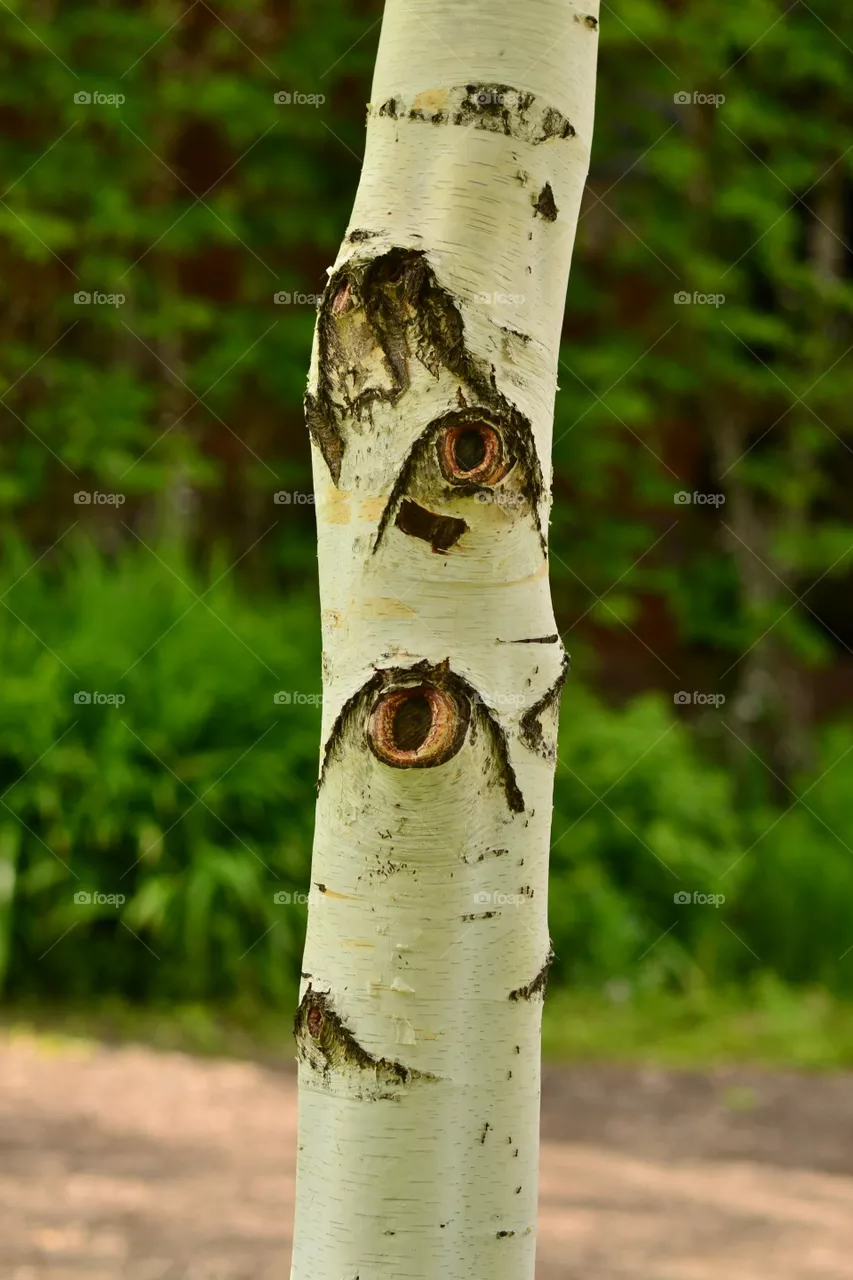 birch