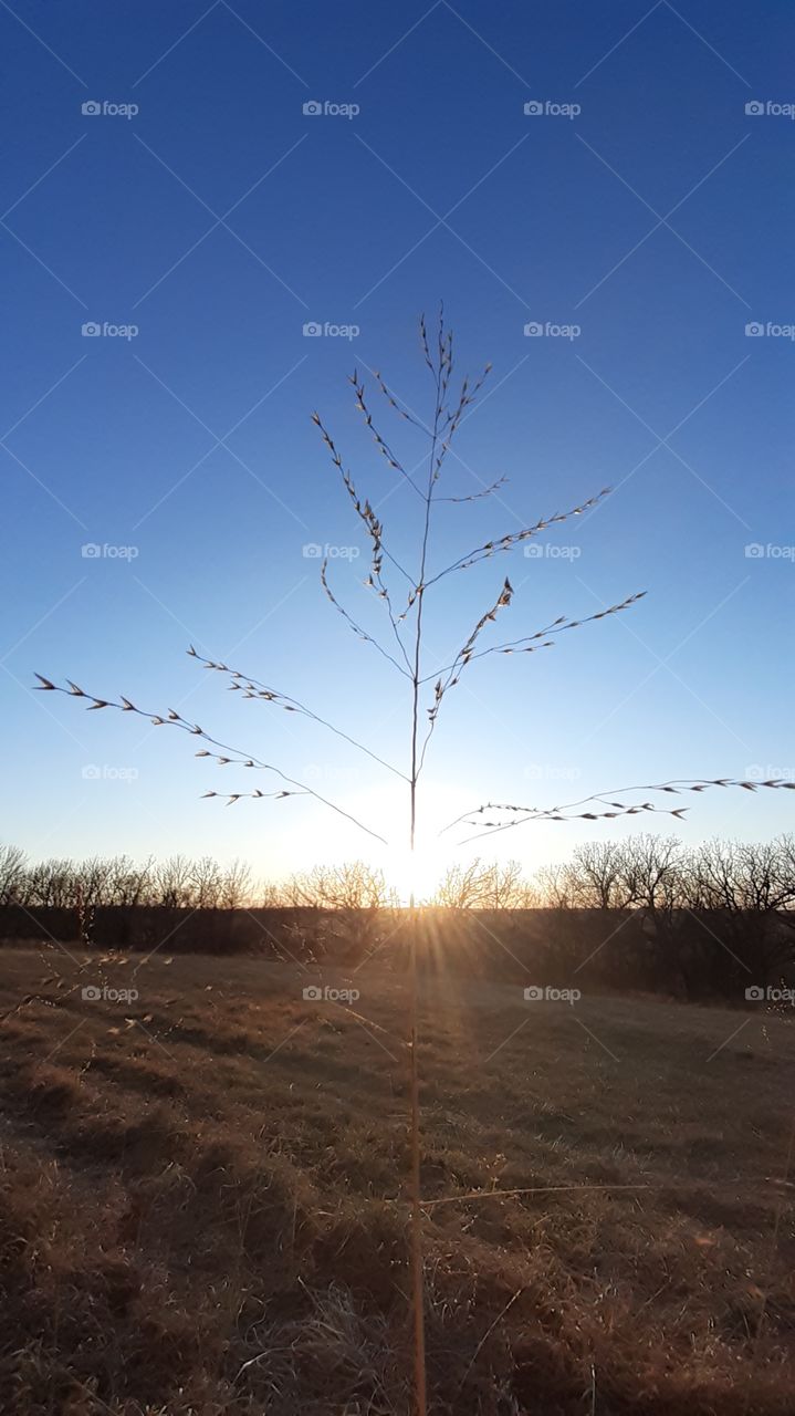 Grass Seed Sunset