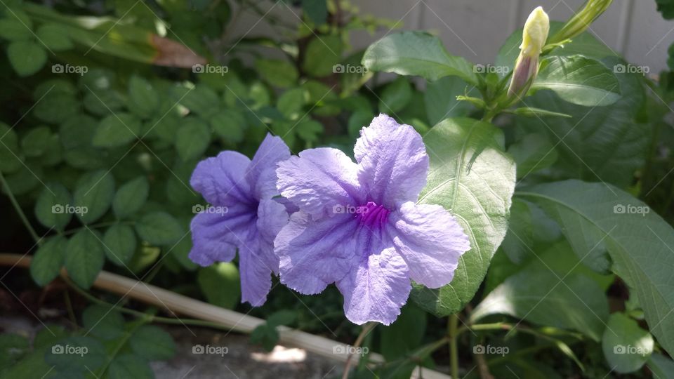 Violt flower