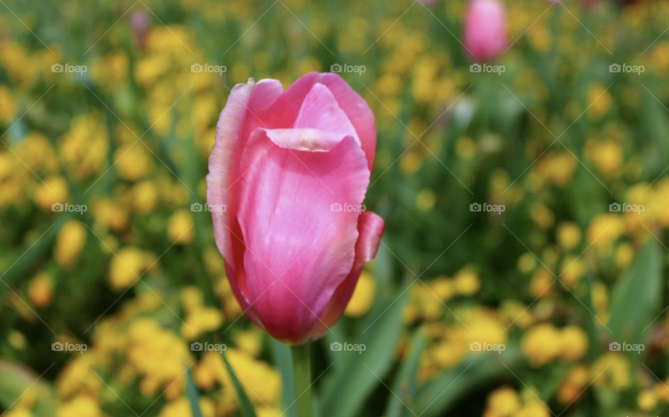 Pink tulip.