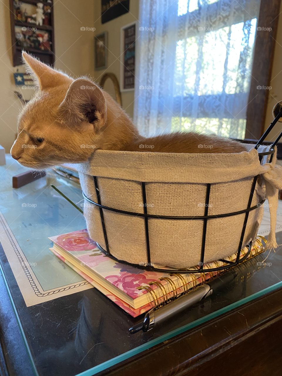 Tisket a tasket my kitty’s in a basket 