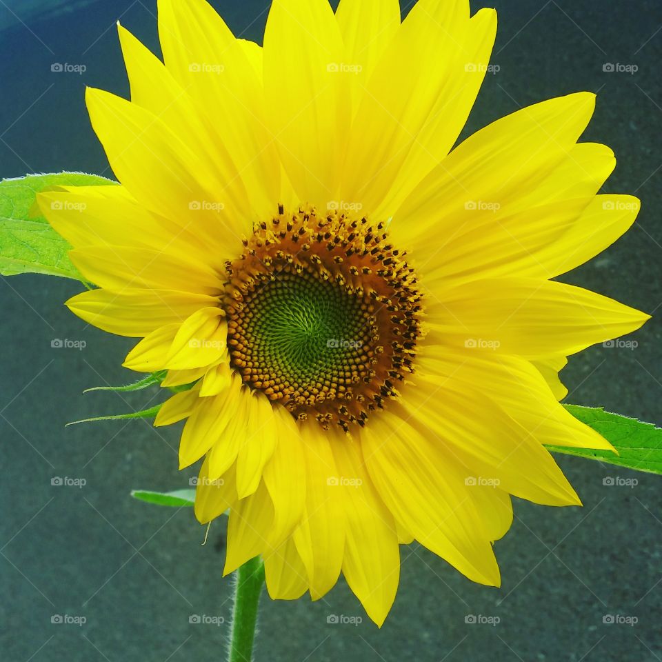 A sunflower finishing it's full bloom!