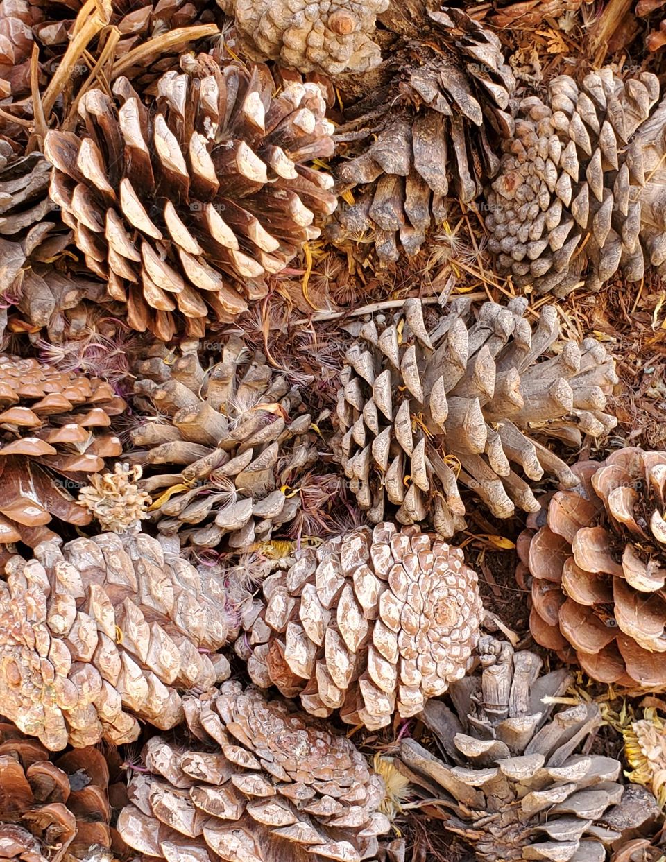 Pine Cones on Forest Floor
