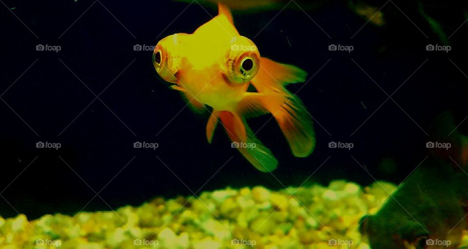 keep a eye on the golden nuggets